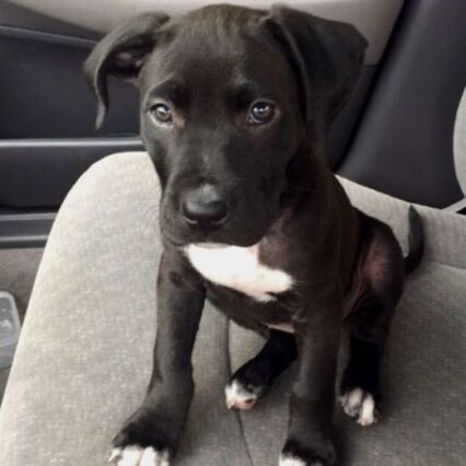 American Pitbull Near Me (Alex)