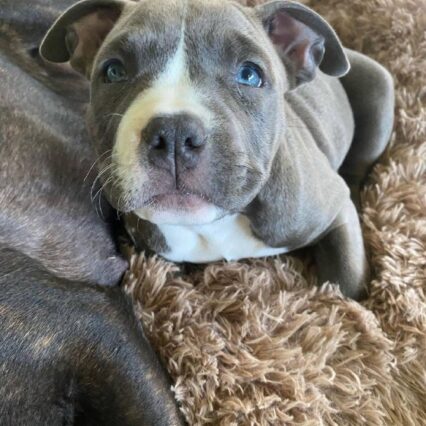Meet Luna | Pitbull puppies for sale