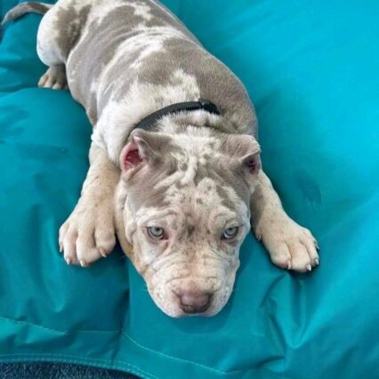 Meet Annie | Pitbull pets near me
