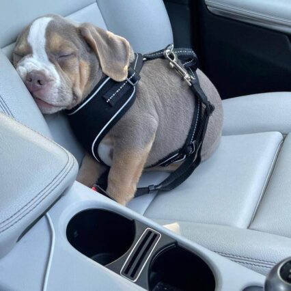 Meet Luna | American Pitbull Puppies