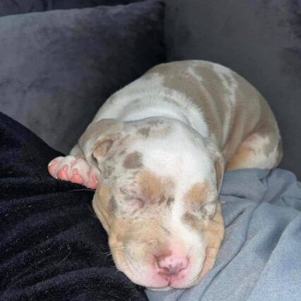 Meet Daisy: Pitbull puppy for sale 