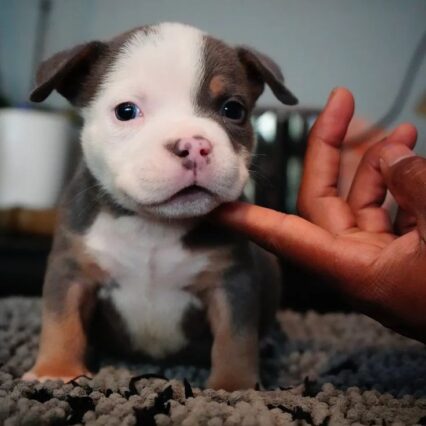 Baby Pit Bulls for Sale – Meet Toni