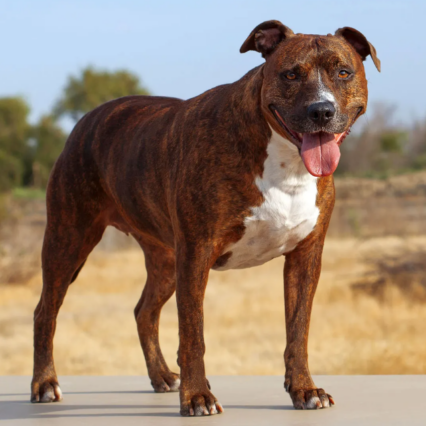 American Pit Bull Terrier