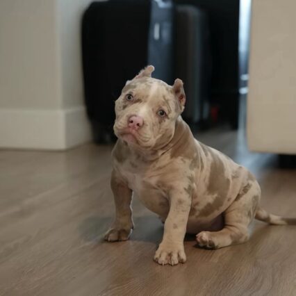 Meet Ella