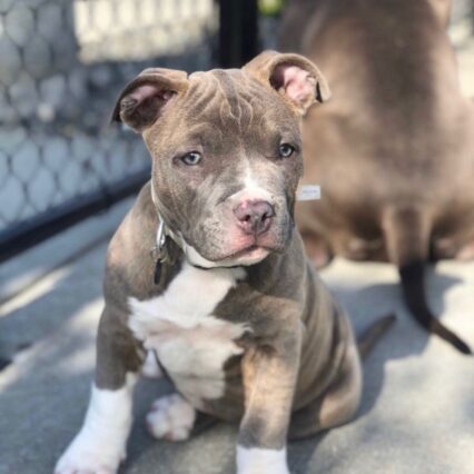 Meet Maggie