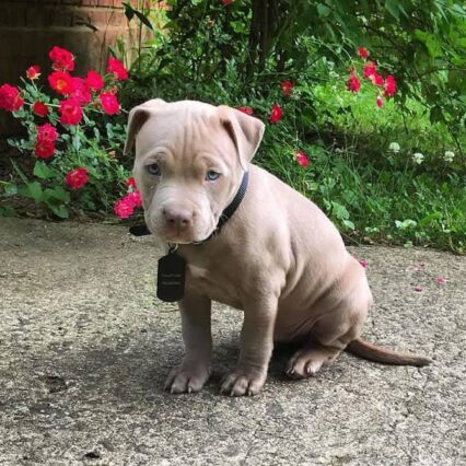 Meet Titan