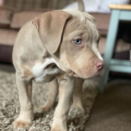Meet Rex