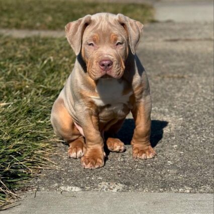 Meet Riot