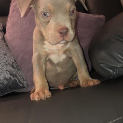 Meet Jax