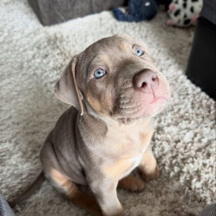 Meet Nala