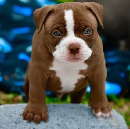 Buy Pit Bull Puppies Near You – Meet Joe