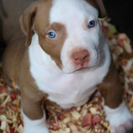 American Bully Pit Bull Puppy for Sale – Meet Usher