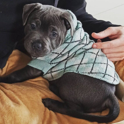 American Pitbull Puppy For Sale : Meet Layla