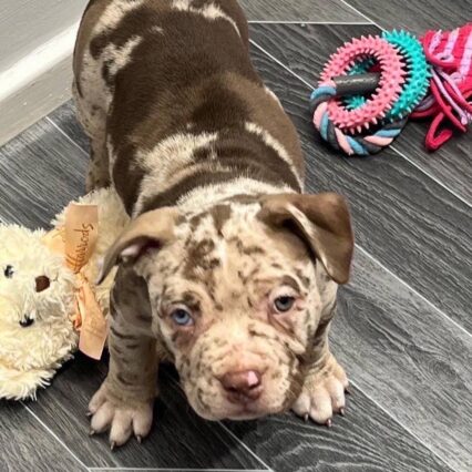 Meet Jessie | Chocolate Pocket Bully
