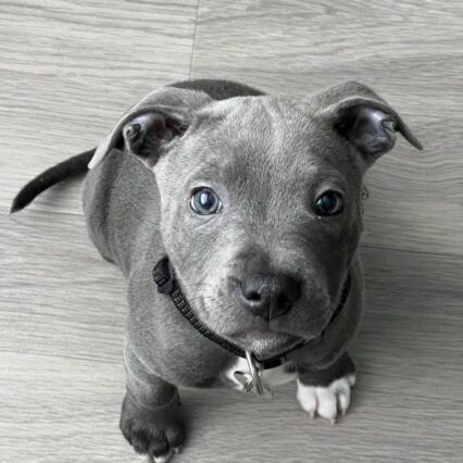 Meet Neville | Blue Staffordshire Bull Terrier