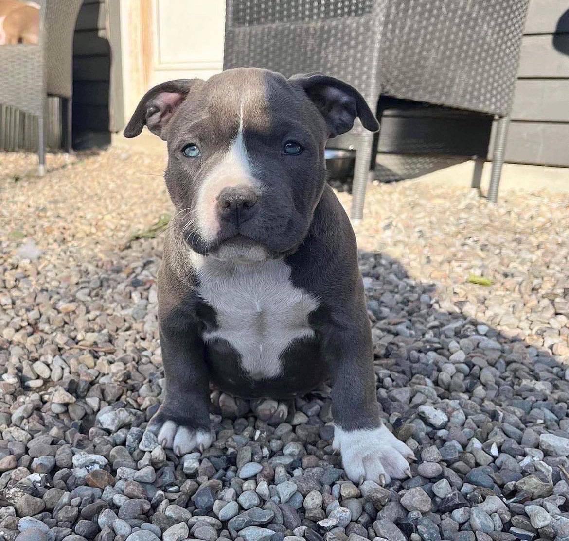 Meet Luna | Pitbull puppies for sale - Image 2